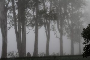 The Exciting Weekend Journey – Vizag to Lambasingi Trip