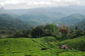 Weekend Travel Guide from Bangalore to Munnar Hill Station