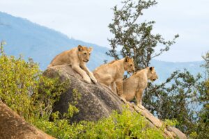 Into the Wild: My Jungle Safari Experience in Jim Corbett National Park, Uttarakhand
